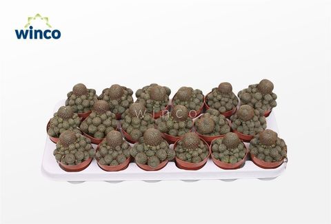 Rebutia heliosa condorensis