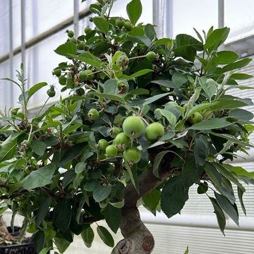 Malus domestica