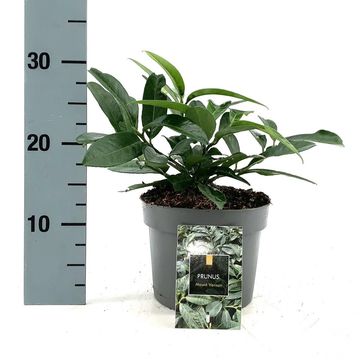 Prunus laurocerasus 'Mount Vernon'