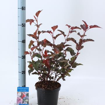 Physocarpus opulifolius LADY IN RED