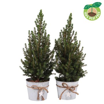 Picea glauca