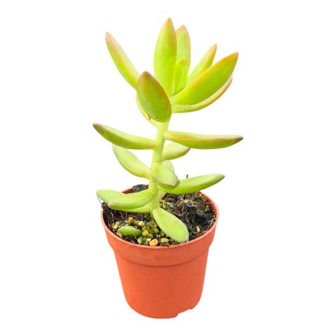 Sedum adolphii