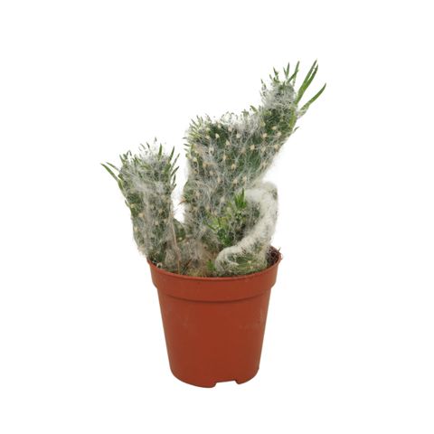 Austrocylindropuntia vestita cristata