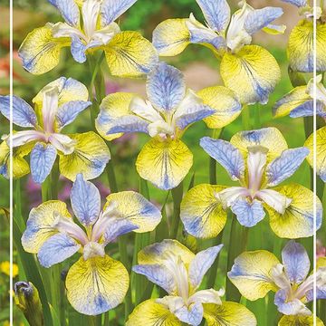 Iris sibirica 'Tipped in Blue'