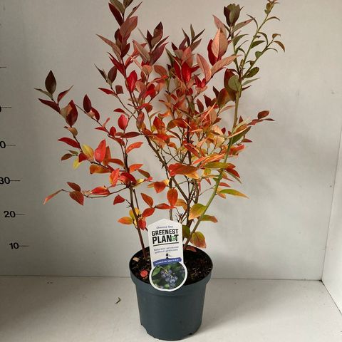 Vaccinium corymbosum 'Brigitta Blue'