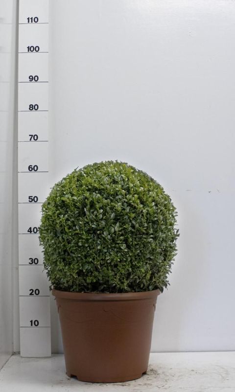 Buxus sempervirens