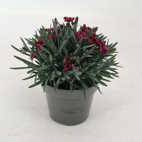 Dianthus DIANTICA VELVET