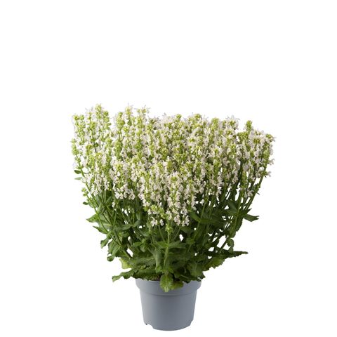 Salvia nemorosa SENSATION WHITE
