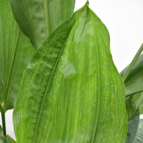Graines Cyclanthus Bipartitus - Pack De 10 Graines - Plante Ornementale Tropicale Rare
