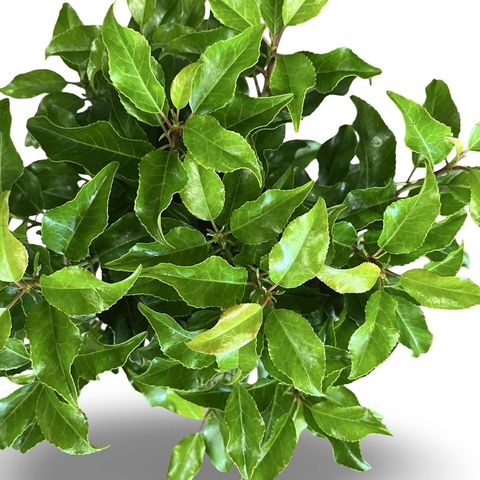 Prunus lusitanica 'Brenelia'