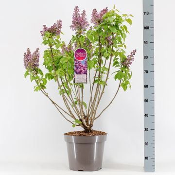 Syringa vulgaris 'Belle de Nancy'