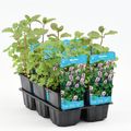 Mentha aquatica