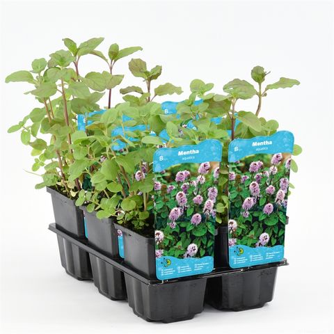 Mentha aquatica