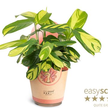 Ctenanthe lubbersiana 'Golden Mosaic'