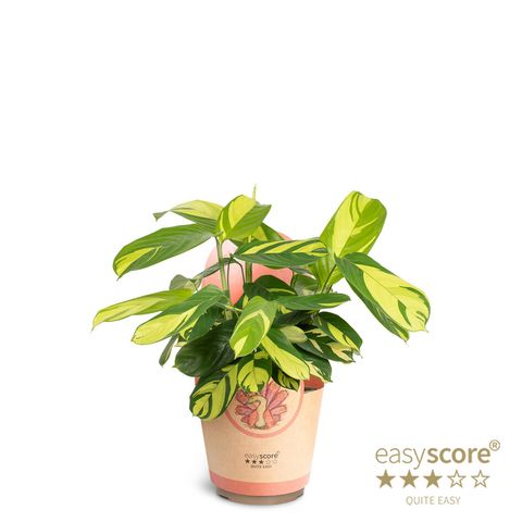 Ctenanthe lubbersiana 'Golden Mosaic'