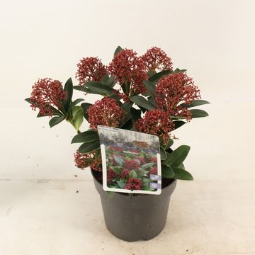 Skimmia japonica PINK DWARF