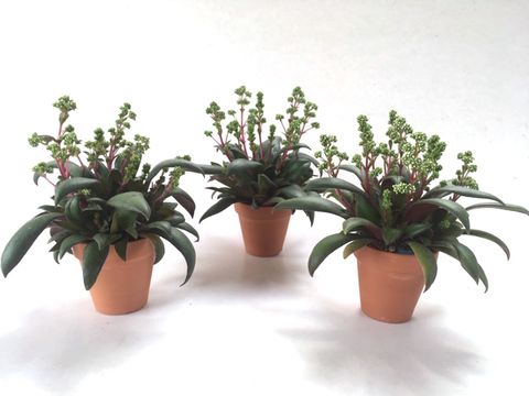 Crassula orbicularis rosularis