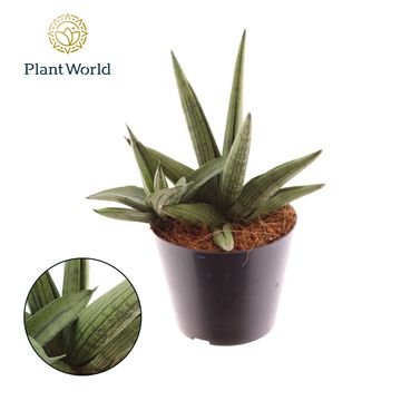 Sansevieria 'Helios Dwarf'