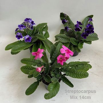 Streptocarpus MIX