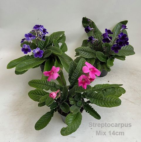 Streptocarpus MIX