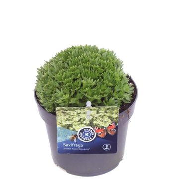 Saxifraga TOURAN LIMEGREEN