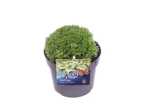 Saxifraga TOURAN LIMEGREEN