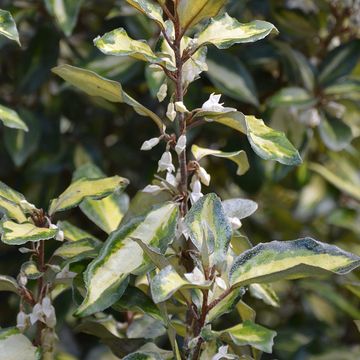 Elaeagnus x ebbingei MARYLINE