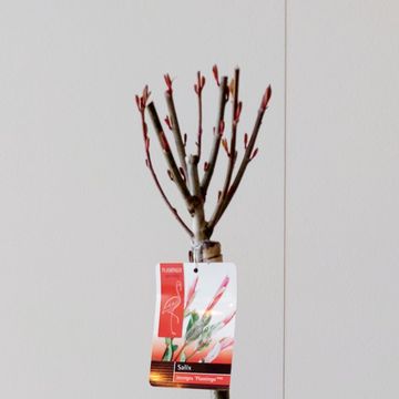 Salix integra 'Flamingo'