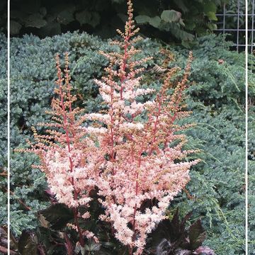 Astilbe 'Спотлайт'