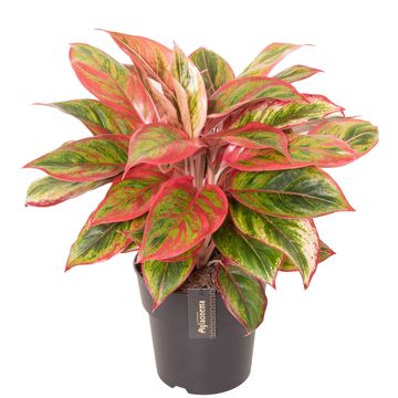 Aglaonema 'Jamaica Red'