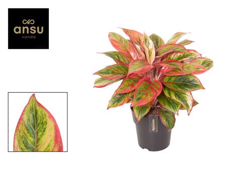 Aglaonema 'Jamaica Red'