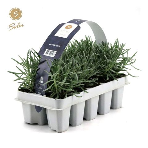 Lavandula angustifolia