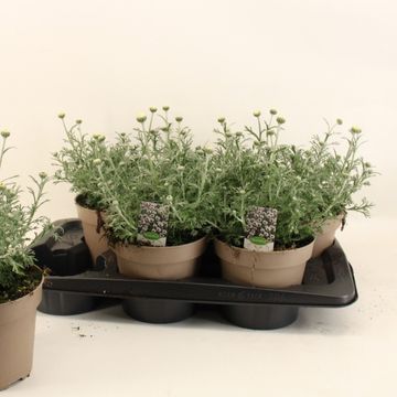 Rhodanthemum 'Casablanca'