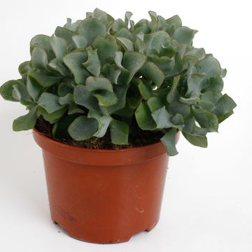 Crassula arborescens cristata