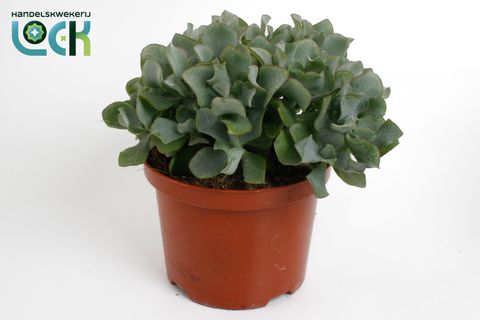 Crassula arborescens cristata