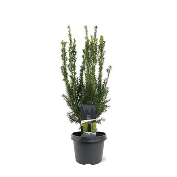 Taxus x media 'Hillii'