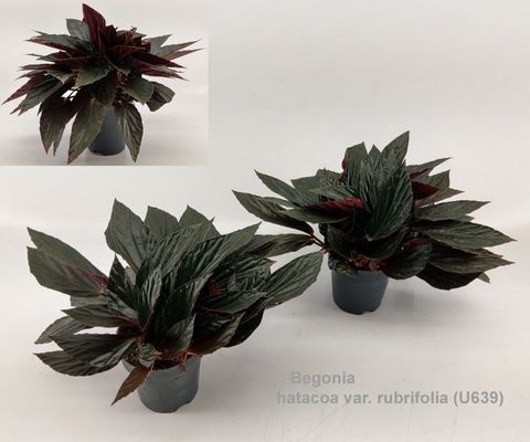 Begonia hatacoa RUBRIFOLIA