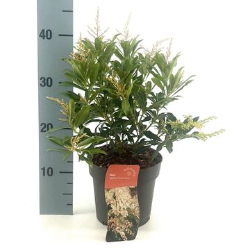 Pieris 'Forest Flame'