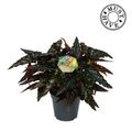 Begonia maculata 'Spotlight Dark'