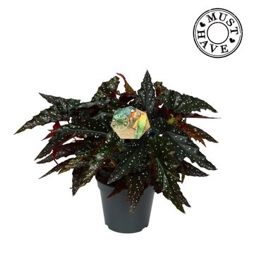 Begonia maculata 'Spotlight Dark'