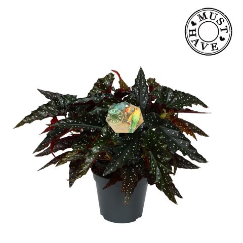 Begonia maculata 'Spotlight Dark'