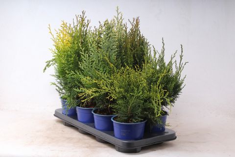 Conifers MIX