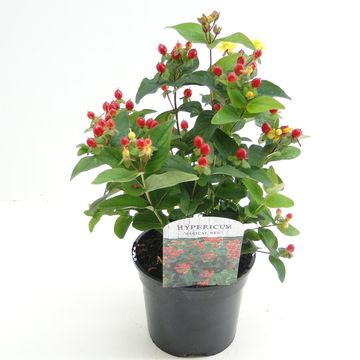 Hypericum x inodorum MAGICAL RED