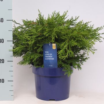 Chamaecyparis obtusa 'Pygmaea'