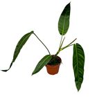 Philodendron patriciae