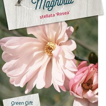 Magnolia stellata 'Rosea'