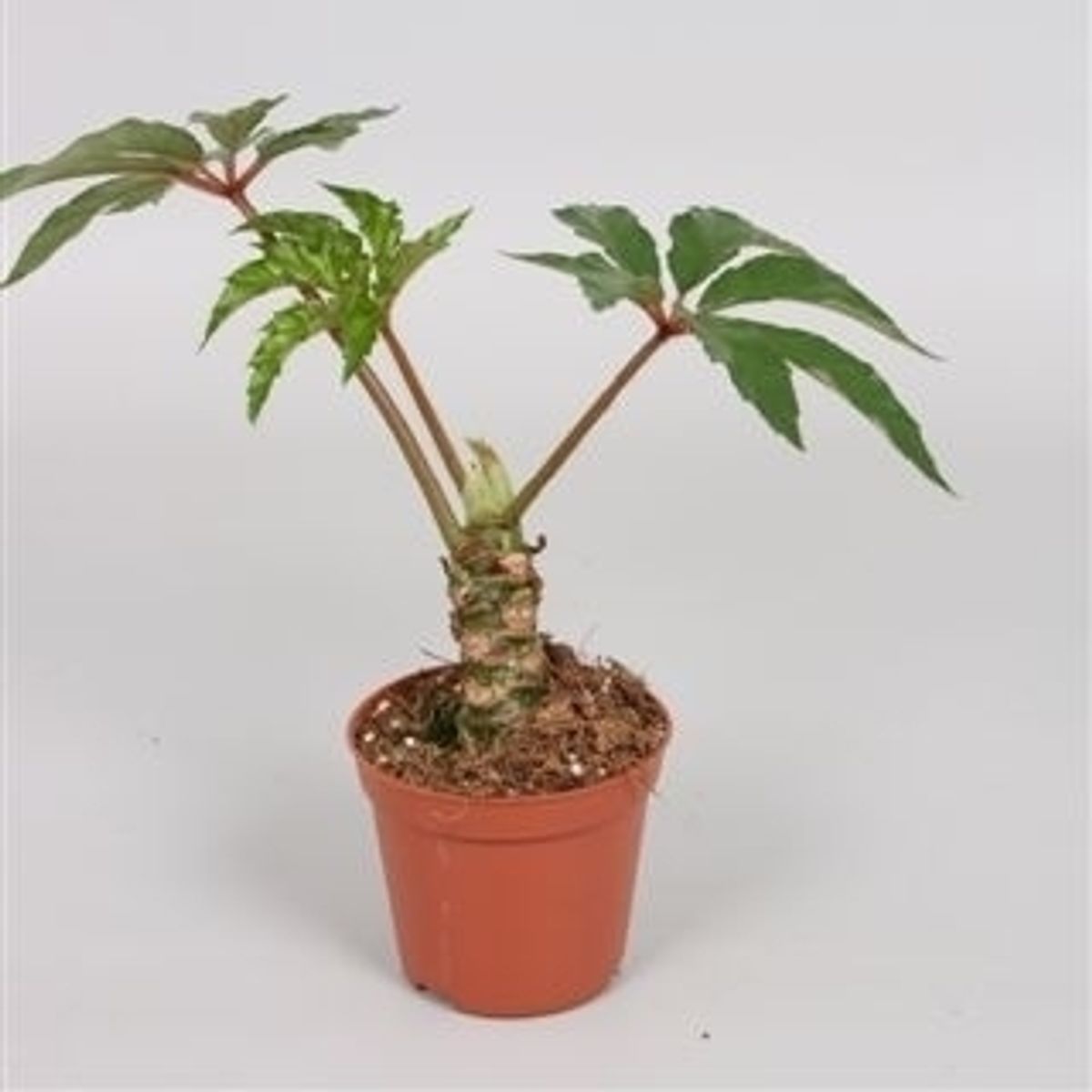 Begonia carolineifolia 'Highlander' — Plant Wholesale FlorAccess