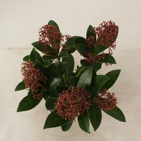 Skimmia japonica 'Rubella'