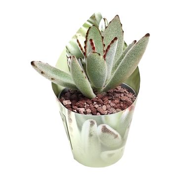 Kalanchoe tomentosa