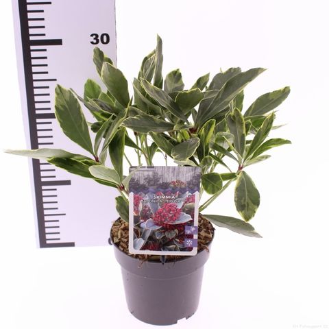 Skimmia japonica 'Perosa'